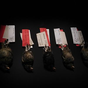 Naturalis - Five original Darwin finches