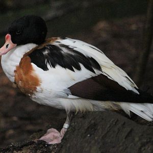 Common Shelduck (Tadorna tadorna)