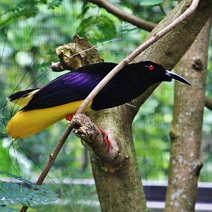 Window on Paradise - 12-wired Bird of Paradise