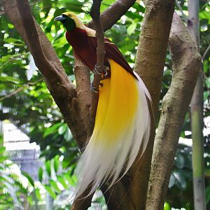 Window on Paradise - Lesser Bird of Paradise