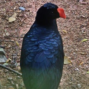 Razor-billed Curassow