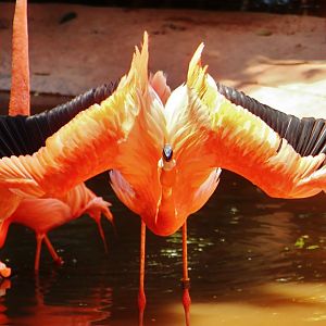 Flamingo Pool - American Flamingo
