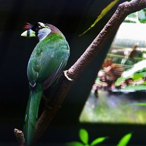 Wings of Asia - Fire-tufted Barbet