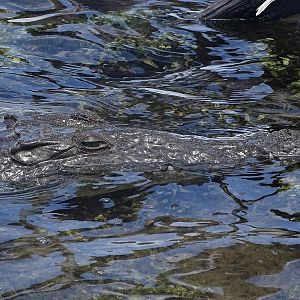 American crocodile (Crocodylus acutus)