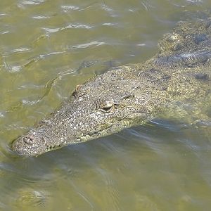 American crocodile (Crocodylus acutus)