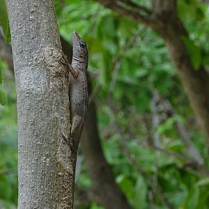 Anole