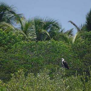 Osprey (Pandion haliaetus ridgwayi)