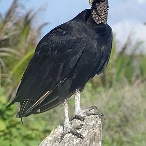 Black vulture (Coragyps atratus)
