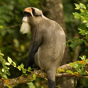 De Brazza's monkey (Cercopithecus neglectus)