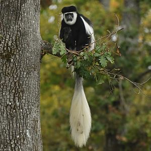 Mantled guereza (Colobus guereza)