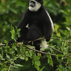 Mantled guereza (Colobus guereza)