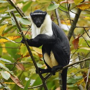 Roloway monkey (Cercopithecus roloway)