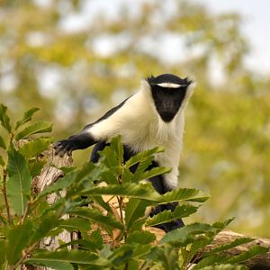 Roloway monkey (Cercopithecus roloway)
