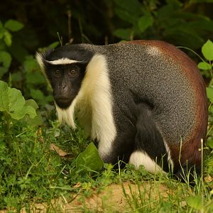 Roloway monkey (Cercopithecus roloway)