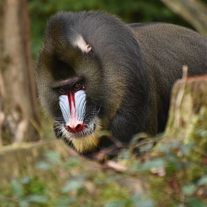 Mandrill (Mandrillus sphynx)