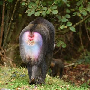 Mandrill (Mandrillus sphynx)
