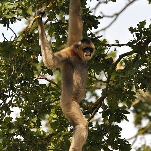 Southern white-cheeked gibbon (Nomascus siki)