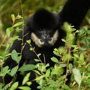 Southern white-cheeked gibbon (Nomascus siki)