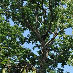 Southern white-cheeked gibbon (Nomascus siki)
