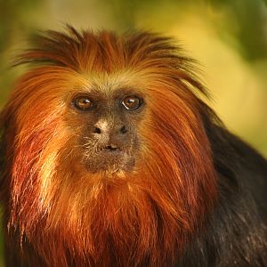 Golden-headed lion tamarin (Leontopithecus chrysomelas)