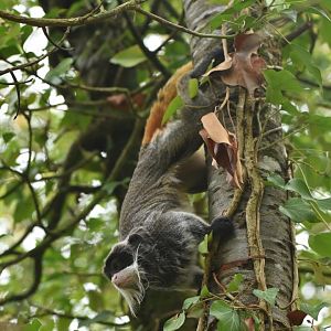 Bearded emperor tamarin (Saguinus imperator subgrisescens)