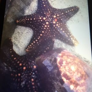Unidentified Sea Star