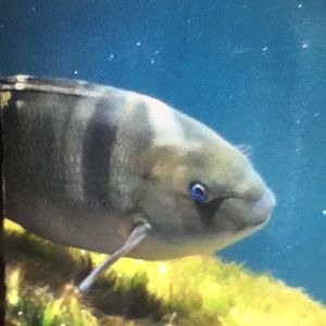 Unknown FIsh