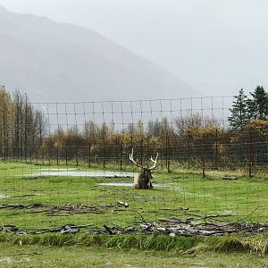 Elk