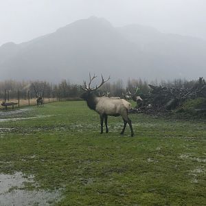 Elk