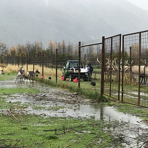 Feeding the Caribou and Elk