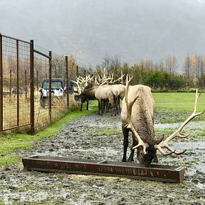 Elk