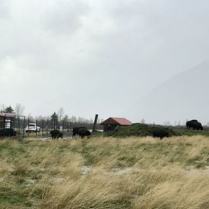 Wood Bison Pasture