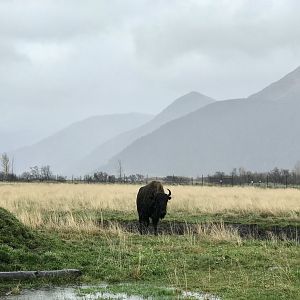 Wood Bison