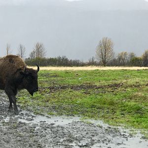 Wood Bison