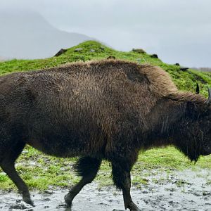 Wood Bison