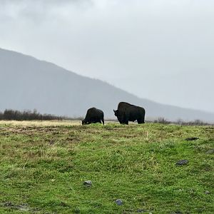 Wood Bison bull and cow