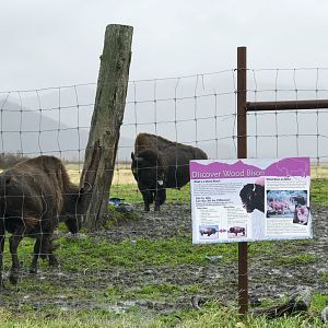 Wood Bison