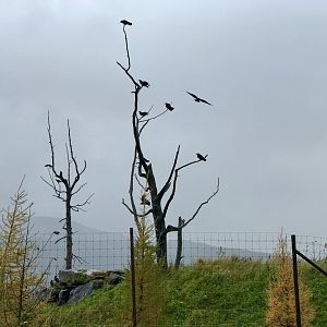 Common Ravens in American Black Bear Exhibit