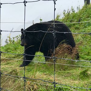 American Black Bear