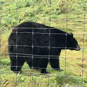 American Black Bear