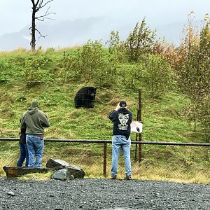 American Black Bear Exhibit