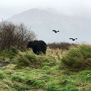 Ravens and Brown Bear
