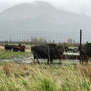 Wood Bison and keeper