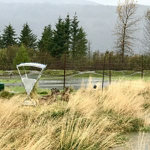 Sitka Blacktail Deer does.