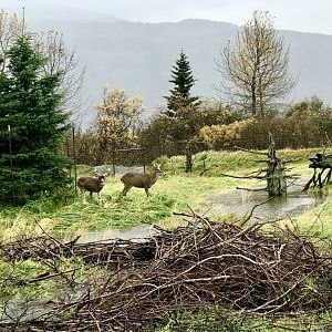 Sitka Blacktail bucks