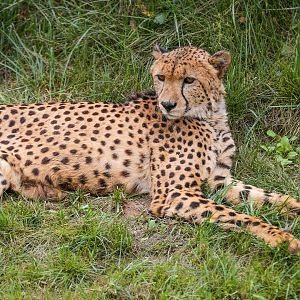 Cheetah
