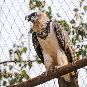 Bearded vulture