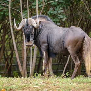 Black wildebeest