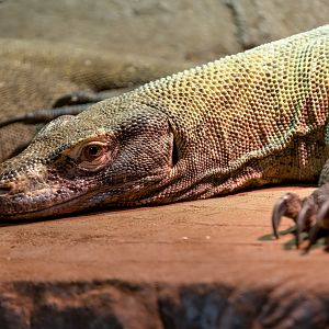 Komodo dragon