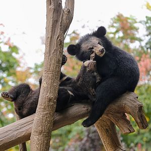Asian black bear